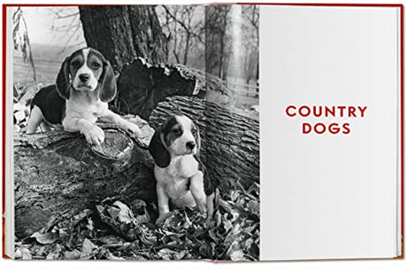 Walter Chandoha. Dogs. Photographs 1941-1991 - Retail Maharaj