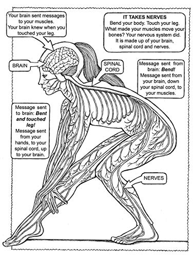 My First Human Body Book - Retail Maharaj