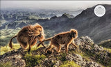 Habitats: Discover Earth's Precious Wild Places - Retail Maharaj
