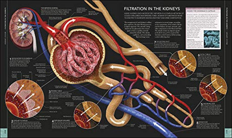 The Human Body Book - Retail Maharaj