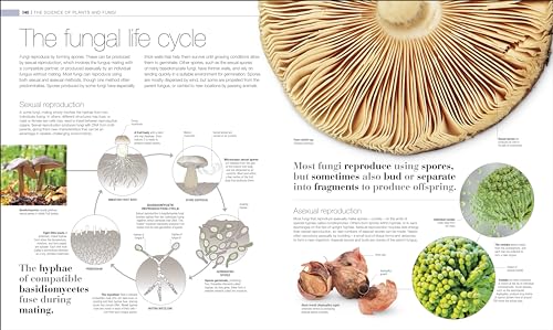 Plants and Fungi: The Definitive Visual Guide - Retail Maharaj