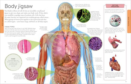 Human Body A Children's Encyclopedia - Retail Maharaj