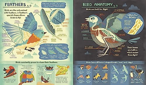 What's Inside A Bird's Nest?: And Other Questions About Nature & Life Cycles - Retail Maharaj