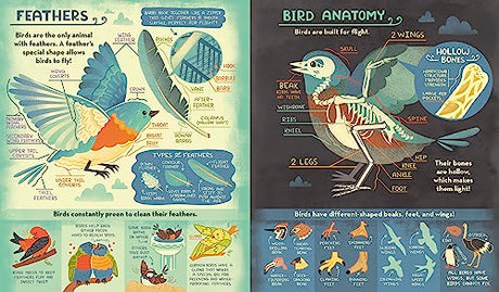 What's Inside A Bird's Nest?: And Other Questions About Nature & Life Cycles - Retail Maharaj