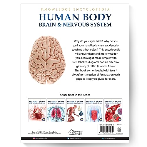 Human Body - Brain And Nervous System: Knowledge Encyclopedia For Children - Retail Maharaj
