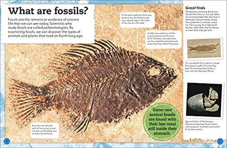 My Book of Fossils - Retail Maharaj