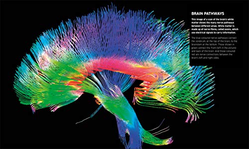 Knowledge Encyclopedia: Human Body!: Your Amazing Body As You've Never Seen It Before - Retail Maharaj