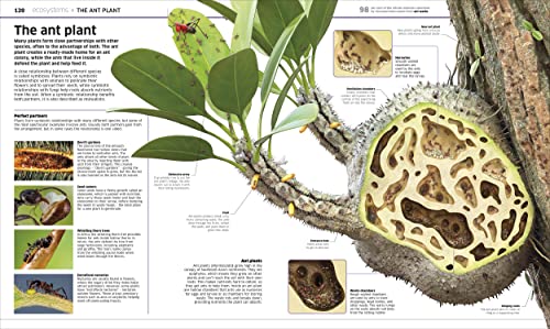 Knowledge Encyclopedia Plants and Fungi!: Our Growing World as You've Never Seen It Before - Retail Maharaj