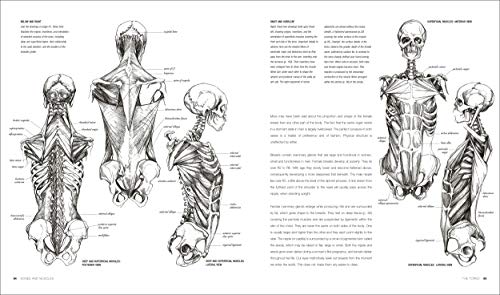 Anatomy for the Artist - Retail Maharaj