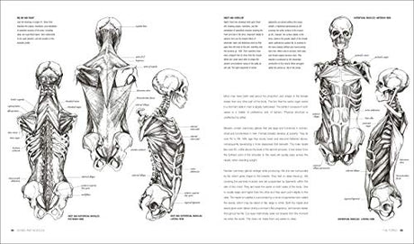 Anatomy for the Artist - Retail Maharaj