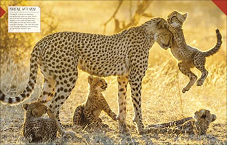 Born to be Wild: How Baby Animals Survive and Thrive - Retail Maharaj