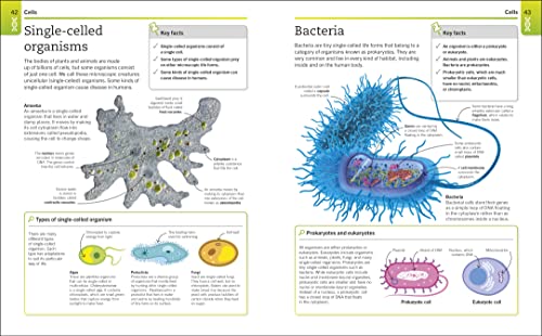 Biology: The Ultimate Bitesize Study Gui - Retail Maharaj