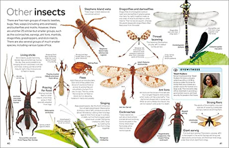 Insect - Retail Maharaj