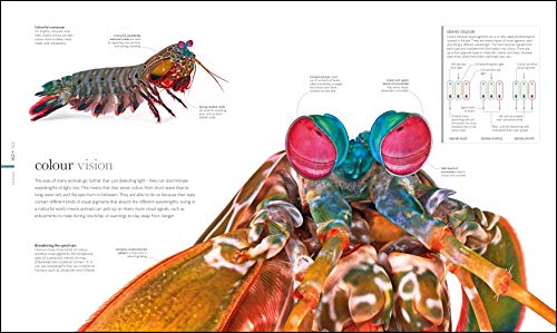 The Science of Animals - Retail Maharaj