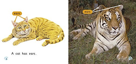 Cats: Band 01b/Pink B (Collins Big Cat) - Retail Maharaj