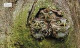 Bird: The Definitive Visual Guide - Retail Maharaj