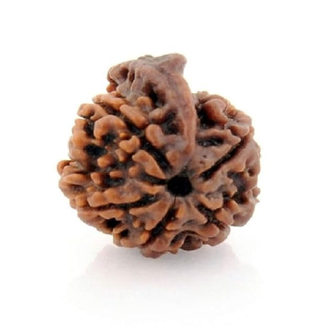 Shri Ganesha Rudraksha Divya Beed for Knowledge and Perfection - Retail Maharaj