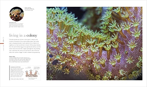 The Science of the Ocean: The Secrets of the Seas Revealed - Retail Maharaj