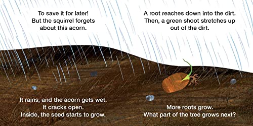 How Does a Seed Sprout?: Life Cycles with The Very Hungry Caterpillar - Retail Maharaj