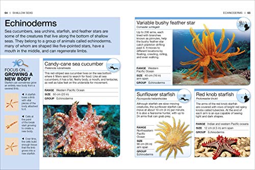 Ocean: Facts at Your Fingertips (Pocket Eyewitness) - Retail Maharaj