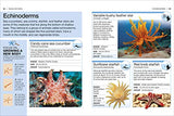 Ocean: Facts at Your Fingertips (Pocket Eyewitness) - Retail Maharaj