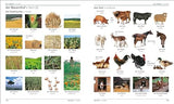 German English Bilingual Visual Dictionary - Retail Maharaj
