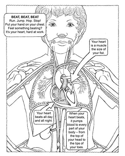 My First Human Body Book - Retail Maharaj