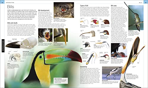 Bird: The Definitive Visual Guide - Retail Maharaj