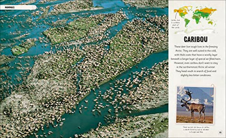 Amazing Animal Journeys: The Most Incredible Migrations in the Natural World - Retail Maharaj
