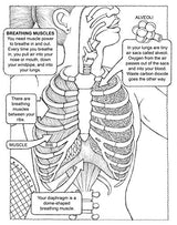 My First Human Body Book - Retail Maharaj