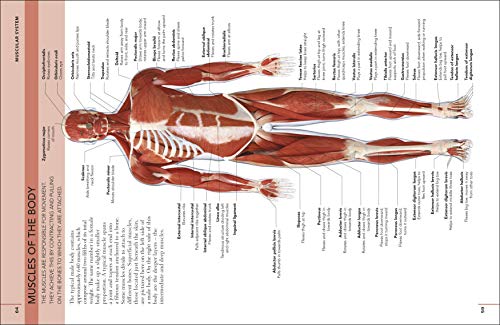 The Concise Human Body Book - Retail Maharaj