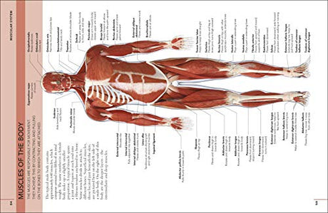 The Concise Human Body Book - Retail Maharaj