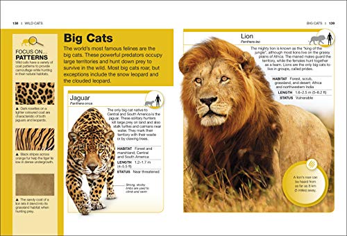 Cats: Facts at Your Fingertips - Retail Maharaj