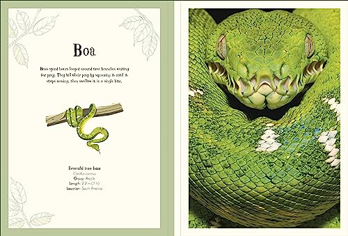 An Anthology of Intriguing Animals Poster Book: With More Than 30 Reversible Tear-Out Posters - Retail Maharaj