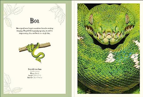 An Anthology of Intriguing Animals Poster Book: With More Than 30 Reversible Tear-Out Posters - Retail Maharaj