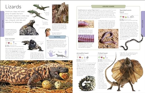 Animals: A Children's Encyclopedia - Retail Maharaj