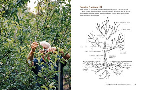 Fruit Trees for Every Garden: An Organic Approach to Growing Apples, Pears, Peaches, Plums, Citrus, and More - Retail Maharaj