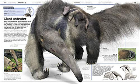 Knowledge Encyclopedia Animal!: The Animal Kingdom as you've Never Seen it Before - Retail Maharaj