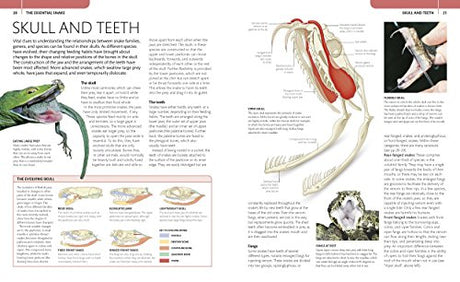 Snake: The Essential Visual Guide - Retail Maharaj