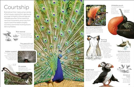 Bird (DK Eyewitness) - Retail Maharaj