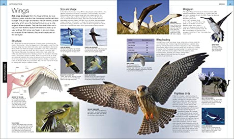 Bird: The Definitive Visual Guide - Retail Maharaj