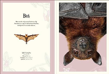 An Anthology of Intriguing Animals Poster Book: With More Than 30 Reversible Tear-Out Posters - Retail Maharaj