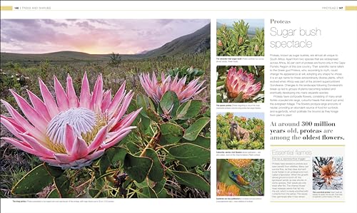 Plants and Fungi: The Definitive Visual Guide - Retail Maharaj