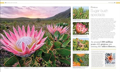 Plants and Fungi: The Definitive Visual Guide - Retail Maharaj