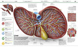 Knowledge Encyclopedia: Human Body!: Your Amazing Body As You've Never Seen It Before - Retail Maharaj