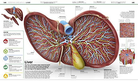 Knowledge Encyclopedia: Human Body!: Your Amazing Body As You've Never Seen It Before - Retail Maharaj