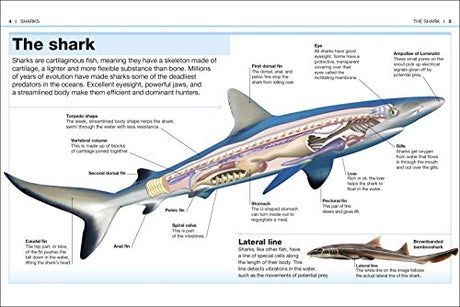 Pocket Eyewitness Sharks: Facts at Your Fingertips - Retail Maharaj