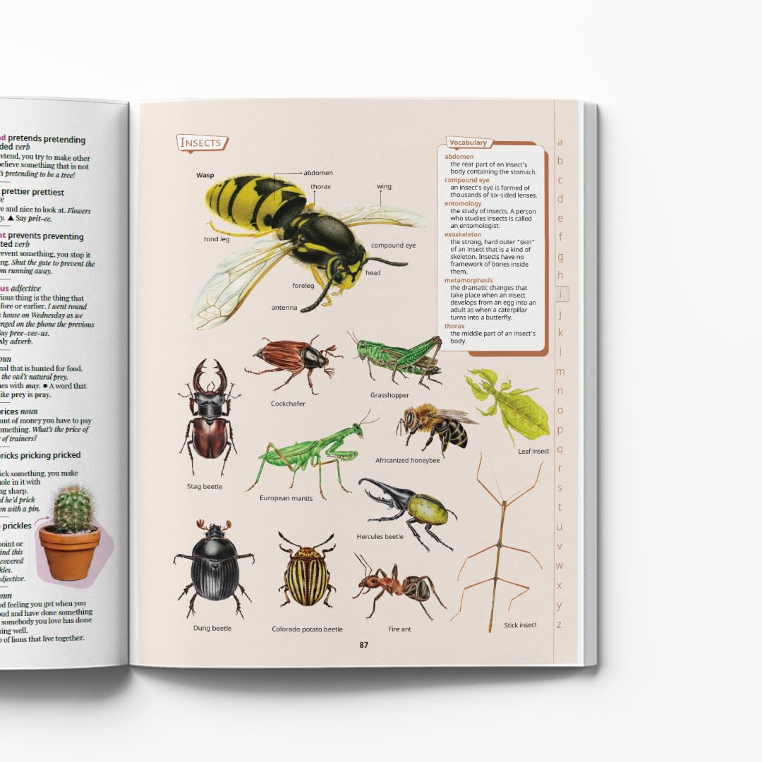 Chambers Junior Illustrated Dictionary - Retail Maharaj