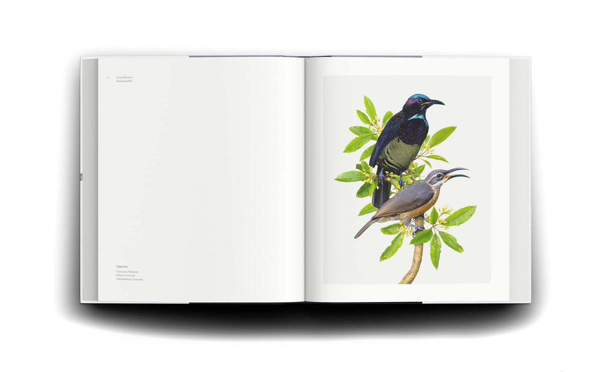 Homage to the Bird - Retail Maharaj
