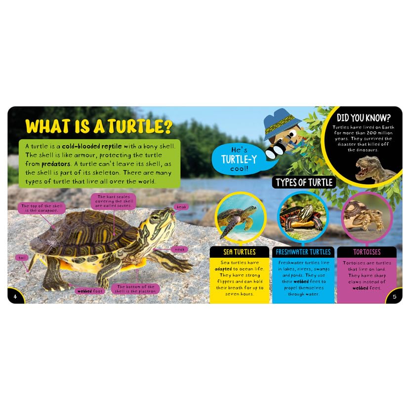 Amazing Turtles - Retail Maharaj